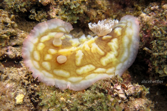 Meeresschnecke (Asteronotus cespitosus)
